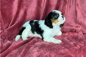 Lily - puppy for sale
