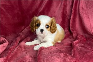 Lipton - Cavalier King Charles Spaniel for sale