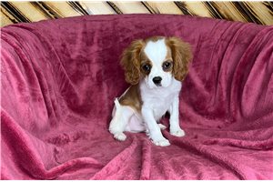 Lipton - Cavalier King Charles Spaniel for sale