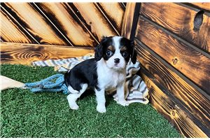 Lorelai - puppy for sale