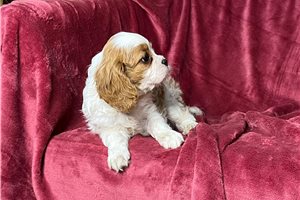 Brianna - Cavalier King Charles Spaniel for sale