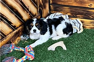 Bailey - Cavalier King Charles Spaniel for sale