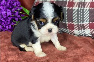 Rebel - puppy for sale