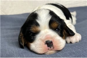Bailey - Cavalier King Charles Spaniel for sale