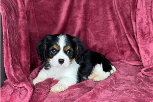 Melissa - Cavalier King Charles Spaniel for sale