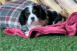 Bailey - Cavalier King Charles Spaniel for sale