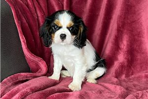 Morgan - Cavalier King Charles Spaniel for sale