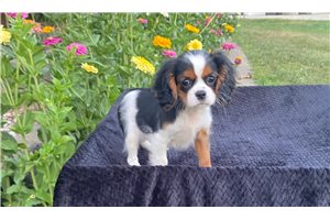 Rema - puppy for sale