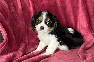 Marsha - Cavalier King Charles Spaniel for sale
