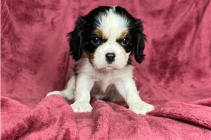 Morgan - Cavalier King Charles Spaniel for sale