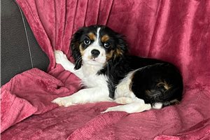 Marsha - Cavalier King Charles Spaniel for sale