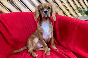 Cassius - Cavalier King Charles Spaniel for sale