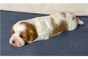 Brooke - Cavalier King Charles Spaniel for sale