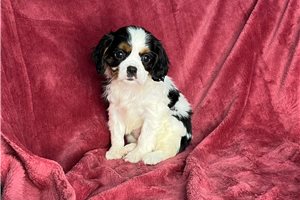 Lola - Cavalier King Charles Spaniel for sale