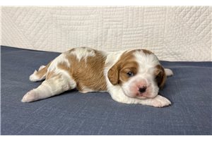 Blake - Cavalier King Charles Spaniel for sale