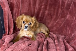 Renard - Cavalier King Charles Spaniel for sale