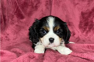 Marsha - Cavalier King Charles Spaniel for sale