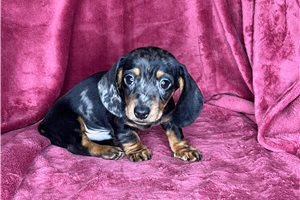 Norris - Dachshund, Mini for sale