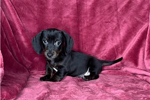 Nigel - puppy for sale