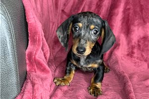 Norris - Dachshund, Mini for sale
