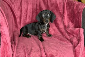 Nigel - Dachshund, Mini for sale