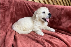 Hester - puppy for sale