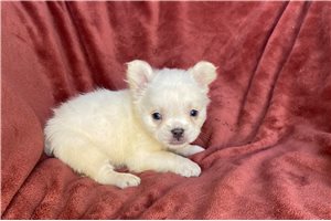 Bart - puppy for sale