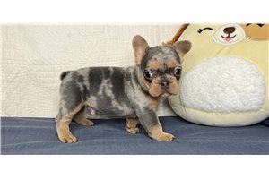 Joey - puppy for sale