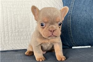 Dawson - puppy for sale