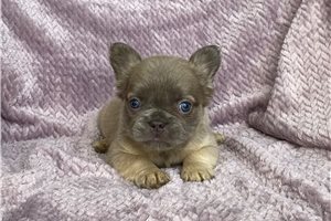 Bambi - puppy for sale