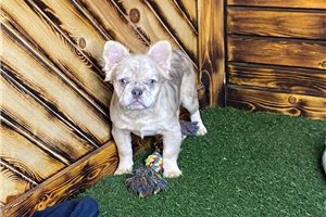 Arya - French Bulldog for sale