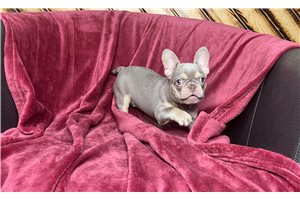 Jen - French Bulldog for sale