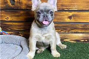 Buttons - French Bulldog for sale
