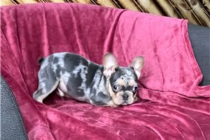 Joey - French Bulldog for sale