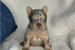 Audrey - puppy for sale