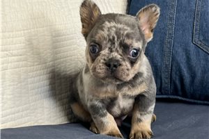 Creek - French Bulldog for sale