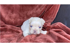 Autumn - puppy for sale