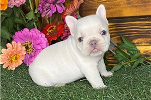 Aurora - puppy for sale
