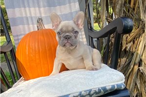 Theo - French Bulldog for sale