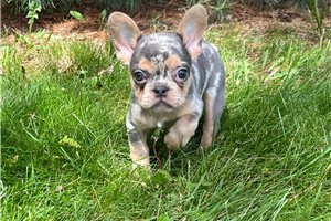 Audrey - French Bulldog for sale