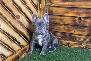 Adeline - puppy for sale
