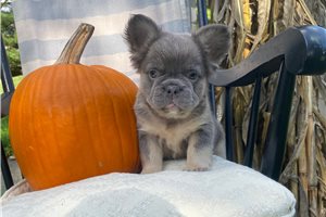 Arthur - puppy for sale