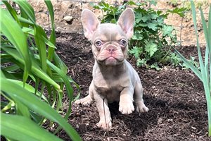 Jen - French Bulldog for sale