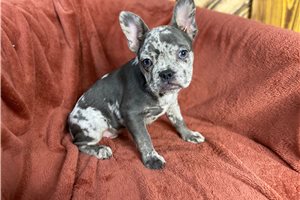 Franco - French Bulldog for sale