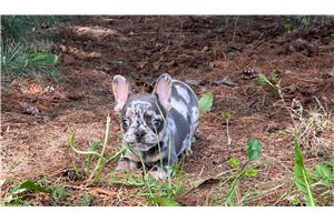 Joey - French Bulldog for sale