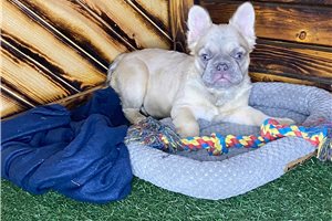 Bitsy - French Bulldog for sale