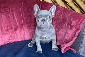 Adam - puppy for sale