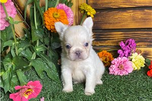 Ayla - puppy for sale