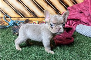Dawson - puppy for sale