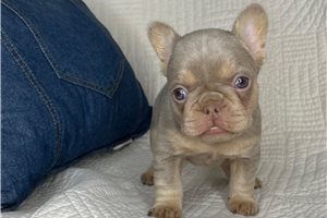 Jen - puppy for sale